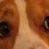 LETTER TO SANTA Topi The Corgi