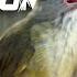 MASTERAN BURUNG KAPAS TEMBAK GACOR NONSTOP BIKIN MURAI CENDET MAKIN FIGHTER