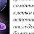 Число Бога биологическое и весь мир состоит из числа Фебоначи1 61 Научные доказательства