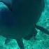 Snorkelling Egypt Red Sea Sharm El Sheikh Египет А теперь плывем за рыбами Красное море