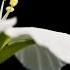 VIVALDI The Four Seasons Spring La Primavera FULL Classical Music HD