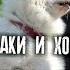 Встреча собаки с хозяином после долгой разлуки
