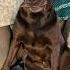 The Fast Sneaky Boy Couldn T Hide This One Puppy Dogbreed Dogs Labrador Dog Dogmom