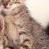 Serenata Toto Cutugno Music Video