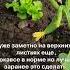 Как чем когда кормить огурчики Смотрите в нашем видео