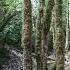 Заблудились в сказочном лесу Самшитовый лес Boxwood Forest