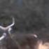 Deer In My Underwear The Casual Rut