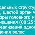 Жизнь мозга от материи к духу Взаимоотношения психология чувств Выпадение волос