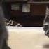 Чёрный котик и черепаховая кошечка Котята в возрасте 2 месяца Kittens At The Age Of 2 Months