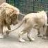 Old Lion With Young Lioness In Mating Season Shorts Lion Roar