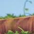 Maya The Bee Arnie And Barney The Ants And The Dream