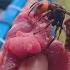 HOW TO FIND VESPA MANDARINIA NEST WASP NEST REMOVING MURDER GIANT HORNET NESTS REMOVAL