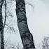 Гайно гнездо белки Nature белка Squirrel Animals