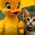 Cute Kitten And Little Duck Enjoying At Rain Time Duckrescue Duck Duckstory Duckshorts
