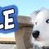 The Calm Settle For Dogs And Puppies