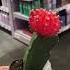 Кактус Shorts Shorts Flowers растения кактус кактусы цветы цветок садовод садоводство