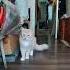 коту плохо из за звука скотча