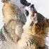 This Is What Happens When Two PACKS Of Wolves Meet