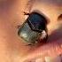 Wow Dung Beetle