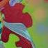 Winx Bloomix Slowed