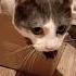 Всё на мне как я устал котики Cat лайк кот мурзик котики питомец котик приколы юмор