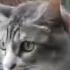 10 Hours Cat Compilation
