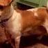 Episode 2 Basenji Jack Russells Temperament Personality Shorts