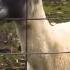 Lean On Feat Goat