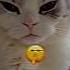 Cat Mewing Sigma Shortvideo Sigmarule