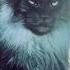 MY NAME IS JEFF Shorts Pets Cat