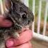 Baby Bunny Rabbit Hiding In Fence Gets Rescued