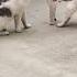 Angry Cats Screaming On The Street Cat Fight Compilation