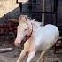 Nukra Ka Baccha Horse Baby