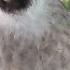 Suara Burung Kutilang Gacor ASLI Tanpa Isian Ampuh Untuk Pikat Kutilang Bikin Kutilang Ribut Gacor