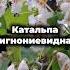 Катальпа бигнониевидная гроздья ароматных цветов в вашем саду Shorts растения семена