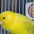 Unique Canary Singing Birds Sounds At Its Best Shorts