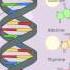 Nucleic Acids