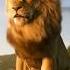 Lion Roar In Jungle Lion Sound Effects Shorts Lion Simba