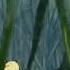Tom And Jerry 47 Episode Little Quacker 1950 Cut6