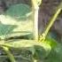 Messages From Sirius New Energy A New Earth Full Moon Galactic Light Language Message Of Onenes