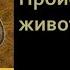 Биология 7 класс Урок 43