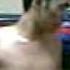 Gobas Oka