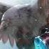 Daycore Nemo Nightwish Cover En Espanol Por CharlotteAlejandra