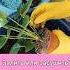 А вы как балансируете цветы растения Plants комнатныерастения перелив