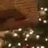 Christmas With Justin Bieber