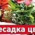 Бесплатная пересадка растений