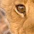 Birth Of A Pride Lion Conservation Full Episode SPECIAL Nat Geo Animals