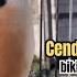 Burung Cendet Gacor FULL EMOSI Untuk PANCINGAN CENDET AGAR BUNYI Jadikan BURUNG PENTET GACOR AKTIF