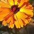 Bright Sun Blue Sky Պայծառ արև կապույտ երկինք Flowers Lovers