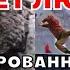 Шторм в Британии Зацементированные от пепла животные на Камчатке Страшное наводнение в Оман